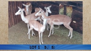 5X Wit Rooibok/White Impala V/F:5 Aurex Game Farm (Per Piece to take the lot/Per stuk om lot te neem)