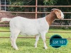 1 X BOER GOAT FLOCK ON TEAT PREGNANT DOE Lukas Burger Boerbok Stoet