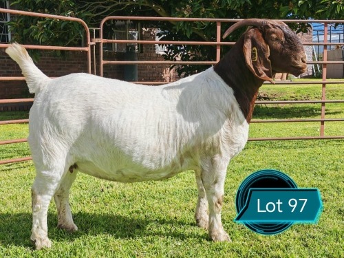 1 X BOER GOAT FLOCK ON TEAT PREGNANT DOE Lukas Burger Boerbok Stoet