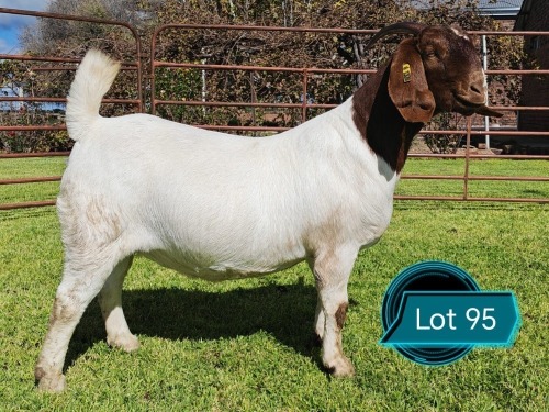 1 X BOER GOAT FLOCK ON COLOUR PREGNANT DOE Lukas Burger Boerbok Stoet