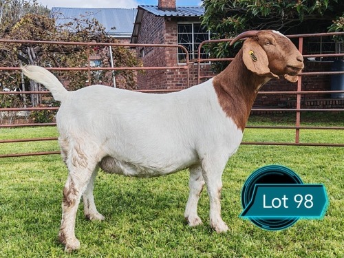1 X BOER GOAT FLOCK ON TEAT PREGNANT DOE Lukas Burger Boerbok Stoet