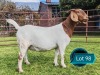 1 X BOER GOAT FLOCK ON TEAT PREGNANT DOE Lukas Burger Boerbok Stoet