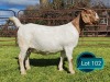1 X BOER GOAT FLOCK ON TEAT PREGNANT DOE Lukas Burger Boerbok Stoet