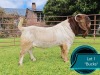 1 X BOER GOAT STUD BUCK Lukas Burger Boerbok Stoet