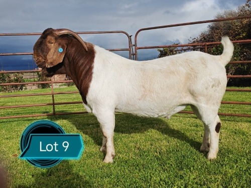 1 X BOER GOAT STUD BUCK Lukas Burger Boerbok Stoet