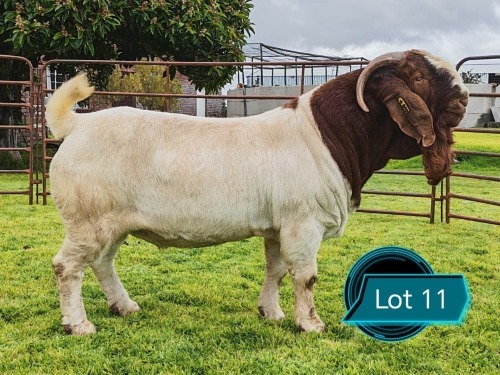 1 X BOER GOAT STUD BUCK Lukas Burger Boerbok Stoet