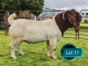 1 X BOER GOAT STUD BUCK Lukas Burger Boerbok Stoet