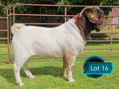 1 X BOER GOAT STUD BUCK Lukas Burger Boerbok Stoet