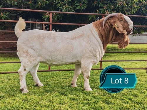 1 X BOER GOAT STUD BUCK Lukas Burger Boerbok Stoet