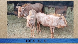 3X Goue wildebees/Golden Wildebeest V/F:3 Aurex Game Farm (Per Piece to take the lot/Per stuk om lot te neem)