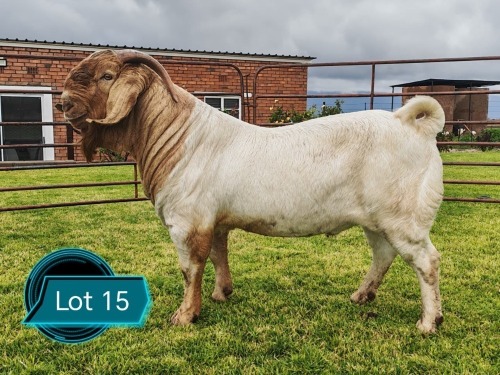 1 X BOER GOAT STUD BUCK Lukas Burger Boerbok Stoet