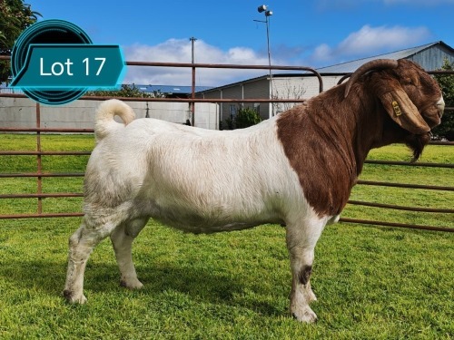 1 X BOER GOAT FLOCK ON TEAT BUCK Lukas Burger Boerbok Stoet