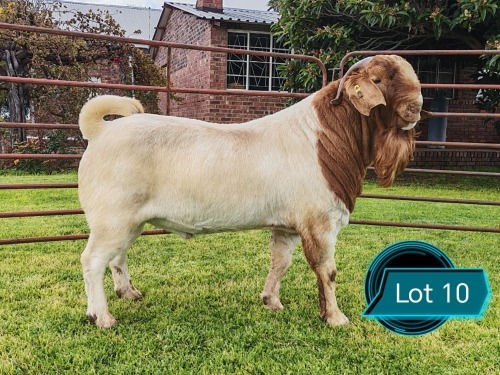1 X BOER GOAT STUD BUCK Lukas Burger Boerbok Stoet