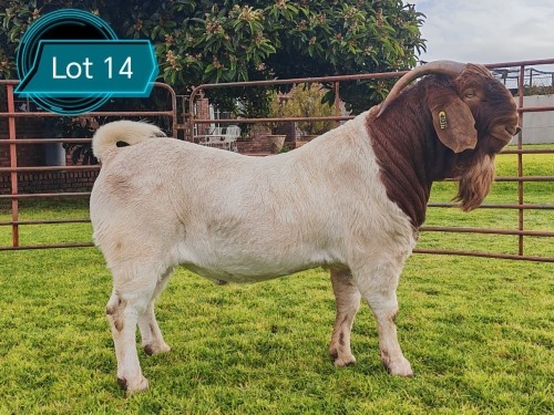1 X BOER GOAT STUD BUCK Lukas Burger Boerbok Stoet