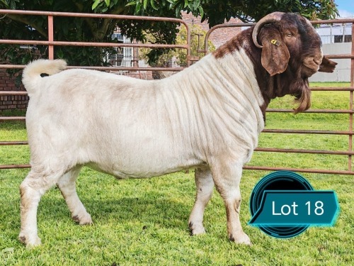 1 X BOER GOAT STUD BUCK Lukas Burger Boerbok Stoet