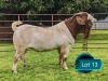 1 X BOER GOAT STUD BUCK Lukas Burger Boerbok Stoet
