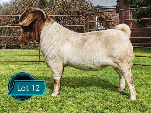1 X BOER GOAT STUD BUCK Lukas Burger Boerbok Stoet