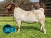 1 X BOER GOAT STUD BUCK Lukas Burger Boerbok Stoet
