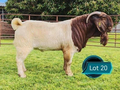 1 X BOER GOAT FLOCK BUCK Lukas Burger Boerbok Stoet