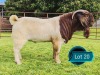 1 X BOER GOAT FLOCK BUCK Lukas Burger Boerbok Stoet