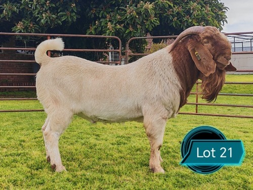 1 X BOER GOAT STUD BUCK Lukas Burger Boerbok Stoet