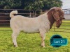 1 X BOER GOAT STUD BUCK Lukas Burger Boerbok Stoet
