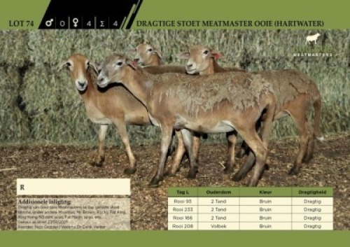4 x Dragtige Stoet Meatmaster Ooie (Hartwater)