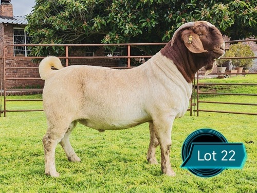 1 X BOER GOAT FLOCK ON TEAT BUCK Lukas Burger Boerbok Stoet