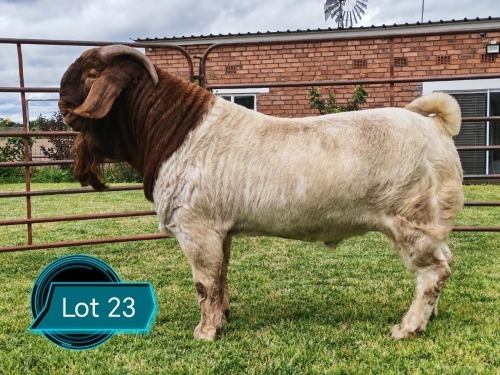 1 X BOER GOAT FLOCK ON TEAT BUCK Lukas Burger Boerbok Stoet