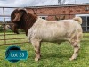 1 X BOER GOAT FLOCK ON TEAT BUCK Lukas Burger Boerbok Stoet