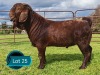 1 X KALAHARI RED FLOCK BUCK Lukas Burger Kalahari Red Stoet