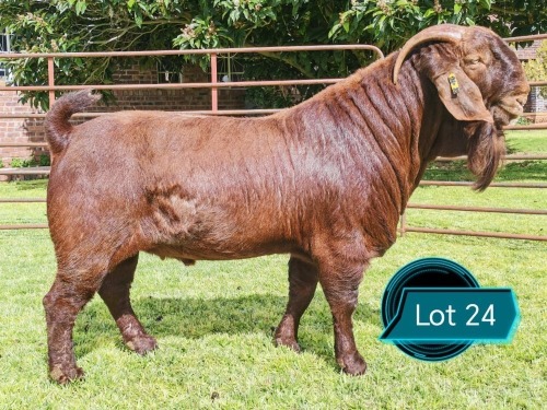 1 X KALAHARI RED FLOCK ON TEAT BUCK Lukas Burger Kalahari Red Stoet