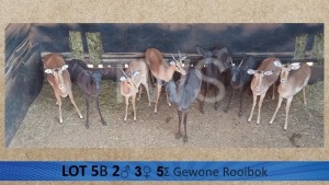 5X Rooibok/Impala M:2 V/F:3 Trollope Brothers (Per Piece to take the lot/Per stuk om lot te neem)