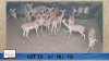 13X Rooibok/Impala M:3 V/F:10 Meletse Private Game Reserve (Per Piece to take the lot/Per stuk om lot te neem)