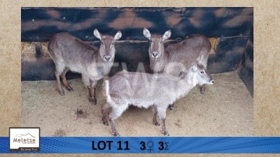 3X Waterbok/Waterbuck V/F:3 Meletse Private Game Reserve (Per Piece to take the lot/Per stuk om lot te neem)