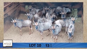 13X Blouwildebees/Blue Wildebeast Meletse Private Game Reserve (Per Piece to take the lot/Per stuk om lot te neem)