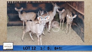 6+1X Koedoe/Kudu M:1 V/F:5 Meletse Private Game Reserve (Per Piece to take the lot/Per stuk om lot te neem)