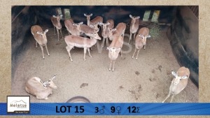 12X Rooibok/Impala M:3 V/F:9 Meletse Private Game Reserve (Per Piece to take the lot/Per stuk om lot te neem)