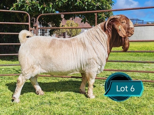 1 X BOER GOAT STUD BUCK Lukas Burger Boerbok Stoet