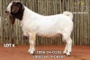 1 X BOER GOAT FLOCK BUCK Passano Boerdery