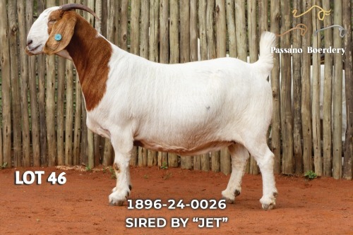 1 X BOER GOAT STUD PREGNANT DOE Passano Boerdery