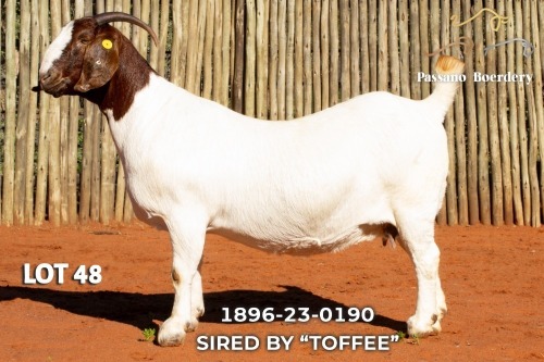 1 X BOER GOAT STUD PREGNANT DOE Passano Boerdery