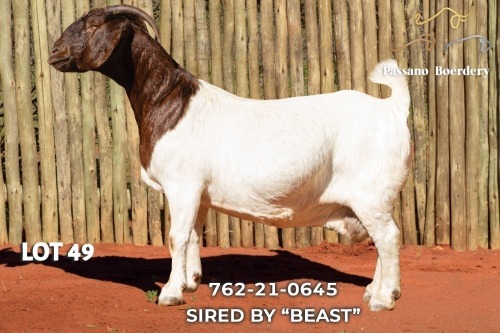 1 X BOER GOAT STUD DOE Passano Boerdery