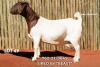 1 X BOER GOAT STUD DOE Passano Boerdery