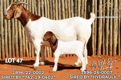 1+1 X BOER GOAT STUD DOE Passano Boerdery