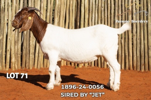 1 X BOER GOAT FLOCK DOE Passano Boerdery