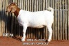 WITHDRAWN - 1 X BOER GOAT DOE Passano Boerdery