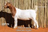 1 X BOER GOAT STUD DOE Passano Boerdery