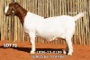 1 X BOER GOAT FLOCK PREGNANT DOE Passano Boerdery