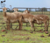 LOT 52 3X MEATMASTER OOI/EWE CHRISTOF GROBLER : 0837812076 - 2